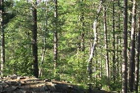 Ravine Stewardship Plans